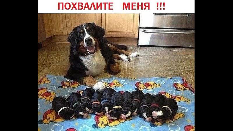 free похвали молодые что принесла столько щинков на счастье хозяину hd