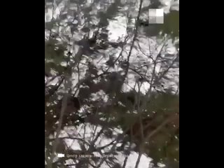 free в селе кольцово под пермью жители испугались скопления чер асекомых на снегу это снежные блохи из исландии 12 марта hd