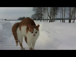 free страшный кот бродит по улицам в поисках жертвы самый злой кот на свете скоро и на улицах твоего гор hd