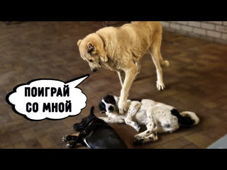 free вилли подрос белянку пугляшку хотят забрать новая игрушка в котизале алиса месяц не гуляла hd