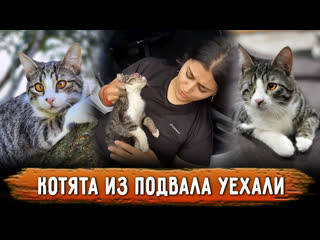free котята с поражёнными глазами из подвала спустя полтора года обрели прекрасную семью в москве hd