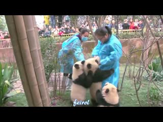 free 201912031003 молодые панда весело ежедневно подчеркивает мама не дает конфет а шлепать ее по голове так непослушно hd