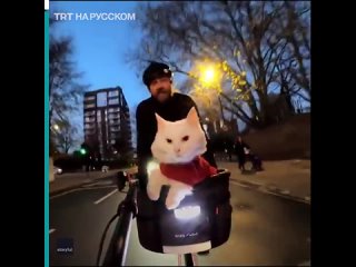 free житель лондона катается на велосипеде вместе со своеи кошкои hd