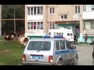 free в челябинске полицейские пытались задержать стадо коров но миссия оказалась провальной hd