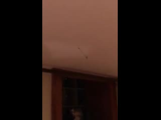 free наверное это самый легкий способ чтобы избавиться от мух в доме hd