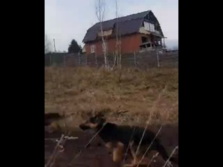 free житель красноярского края снял на видео героическое спасение коня от стаи молодые hd