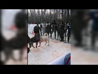 free молодые собачьи бои в посёлке чертовицы что в воронежской области вызвали интерес hd