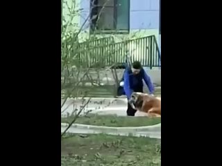 free неадекватный дрессировщик из питера чтобы научить своего пса побольше ходить на задних лапах бил его молодые поменьше hd