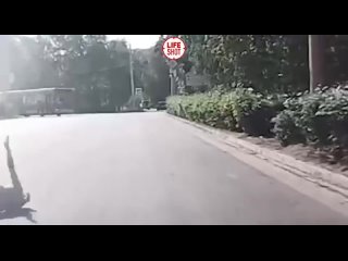 free в барнауле 18 летняя самонадеянная девочка выбежала из кустов на проезжую часть и конечно же была сбита hd