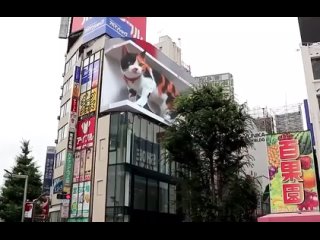 free в токио японцы запустили огромного 3d кота недалеко от жд вокзала появляется питомец в 7 утра а ложится спать в 0100 hd
