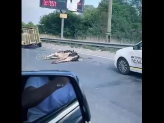 free в киеве водитель потерял колесо прицепа во время движения и выронил коров которых в нём вёз hd