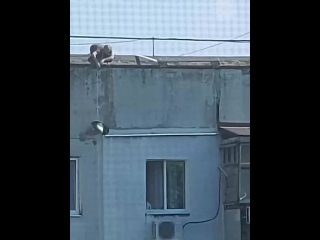 free в черкассах неравнодушный житель спас котёнка с парапета при помощи подручных вещей шланга ведра и верёи hd