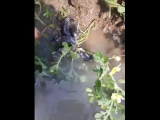 free в ставропольском крае мужик обнаружил на арбузном поле крысиного короля мышей связанных хвостами в узел hd