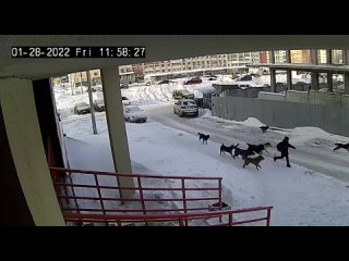 free в уфе свора бездомных молодые напала на школьника и начала загонять спас мальчика дворник разогнавший псов ребёнок hd