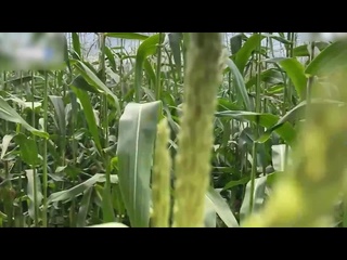 free охранник ловит вороу на кукурузном поле и выписывает ей штраф на месте порно русское домашнее hd