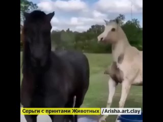 free не очень приятный друг видео с лошадьми смешные лошади приколы пони hd
