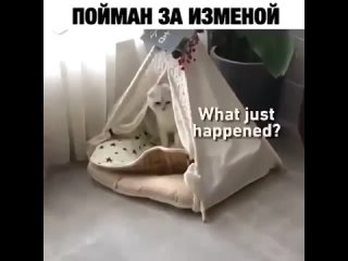 free моя квартира спалили с поличным в чужой постели hd