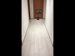 free кошка ловит мячи лучше чем вратарь нашей сборной hd