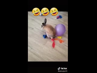free вот что значит шароебится когда тамада хороший то и конкурсы веселые hd