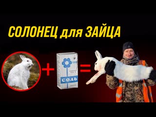 free как поймать зайца устраиваем солонец для зайца как сделать солонец hd