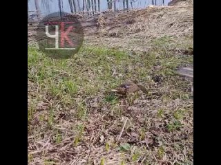 free завтрак на траве утренняя утка на клязьме загорянский hd