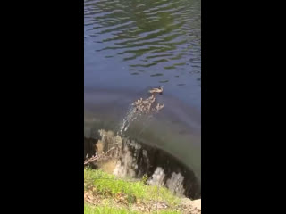 free семейство утят во время заплыва приблизились к водопаду на опасной дистанции hd