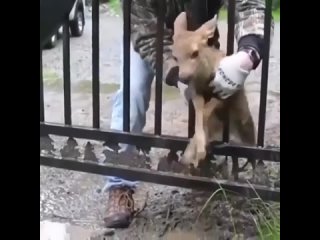 free спасибо добрым людям за то что они есть помогли бедолаге убежать к маме hd
