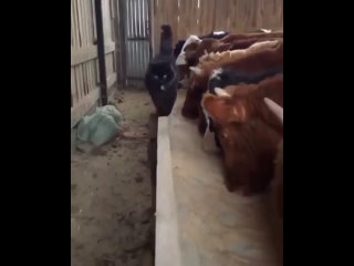 free а вот и наглая мордашка шагает видимо хочет получить свою порцию молока hd