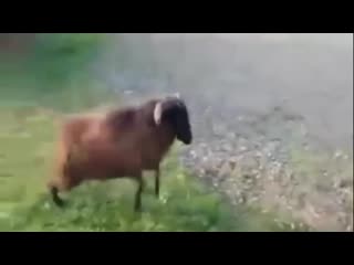 free очень удобно держать во дворе такого барана и молодые не нужна hd