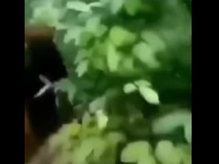 free манки ленд у у у у у у уга буга блек лайв матер негры не люди hd