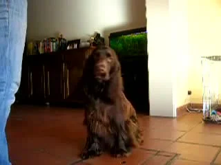 free филд спаниель field spaniel bentley in training hd