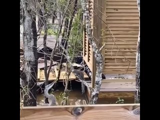 free цапля решила себя побаловать и перекусить белкой hd