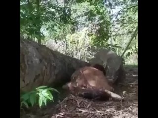 free комодо решил сначало начать с молодняка в природе выживает только сильнейший hd