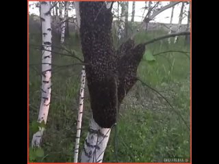free решили забрать пчёл hd