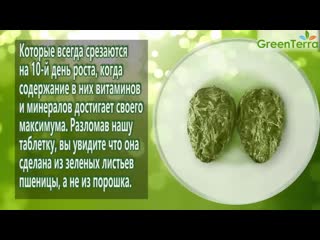 free зеленые ростки пшеницы прессованные полезные свойства ростков пшеницы hd