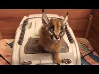 free котята каракала звучат как научно фантастический лазерный луч hd