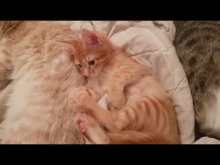 free бездомный котенок кения рыжая мурчащая няшность очень кусачая hd