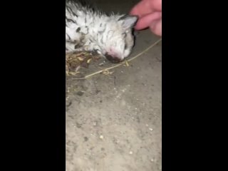 free как же душевно больно но потом приятно смотреть от всей души таким людям желаю крепкого здоровья и всех благ hd