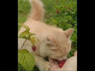 free ммм вместо вискаса сегодня малина ешь пока рот свеж hd