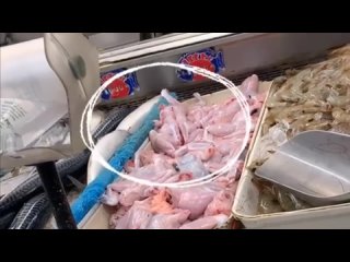free курица зомби за этот невероятный и на первый взгляд необычный процесс отвечает спинной мозг и его двигательные hd