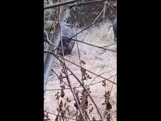 free немного треша дикие свиньи молодые охотника и пытаются его сожрать hd