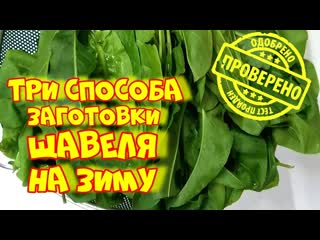 free мои три самых лучших способа заготои щавеля на зиму зелень на зиму для борща и пирогов hd