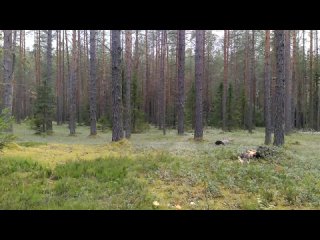 free ночь на кладбище лесник страшные истории на ночь страшилки про лес hd