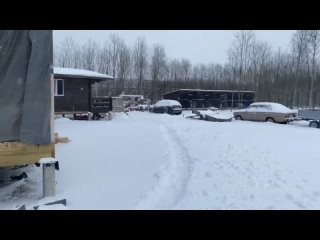 free arctic park в парке волков навалило много снега алита проявила интерес к умке волчица арья не даёт задние hd