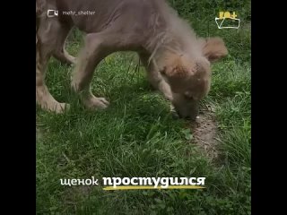 free песик по кличке львенок из узбекистана ищет семью hd