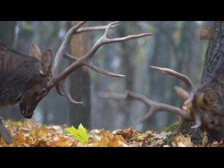 free полнометражный фильм о природном парке олений hd