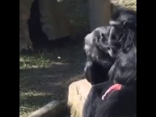 free самка обезьяны уговаривает самца на секс но самец сопротивляется хотя его член уже в боевом положении hd