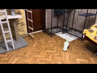 free приключения ангелины и гамадрилёнка люси в тайгане кира стала такая ласковая после стресса она просто ложится мне на hd