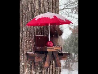 free не знаю насколько это необходимо но у белок и птиц из ботанического сада ueno farm в асахикаве есть собственное hd