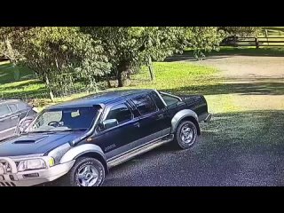 free ничего необычного просто мужик из австралии подрался с кенгуру hd